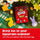 Celebrations Large Egg 189g (Pack of 4) "A symphony of flavors" For All Occasions